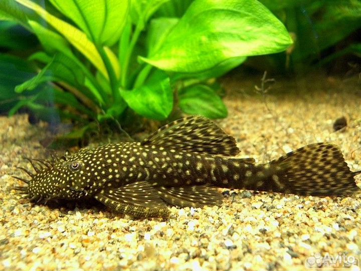 Анциструс бесплатно