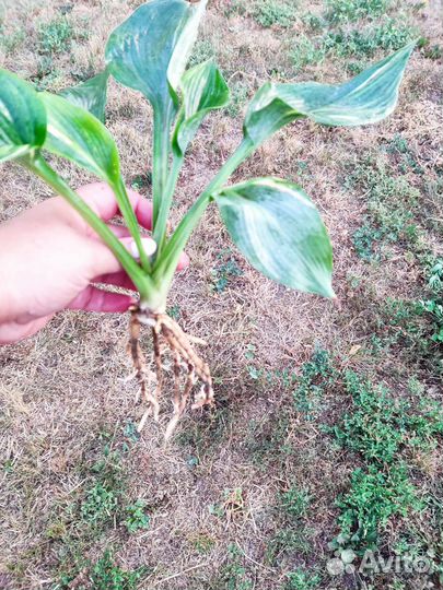 Коллекционные хосты