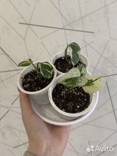 Эпипремнум Энджой (Epipremnum N'Joy)