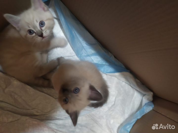Тайские котята