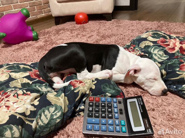 Собака питбуль щенок