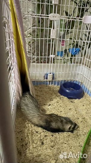 Хорек с клеткой