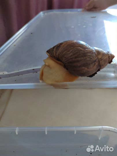 Улитки ахатины