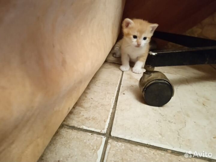 Котята метисы