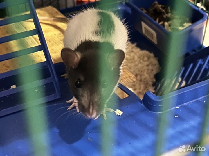 Отдам бесплатно двух крысят-самцов, им 4 месяца