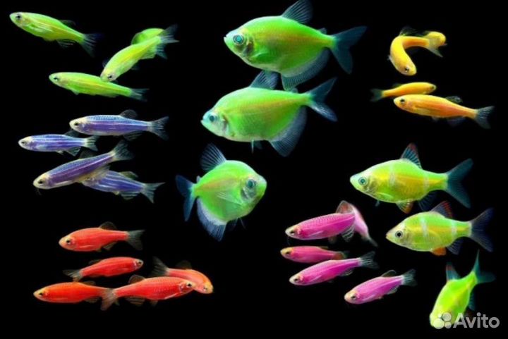 Тернеция оранжевая Аквариумные рыбки в магазине