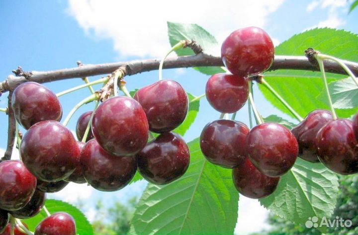 Саженцы черевишни Чудо-вишня