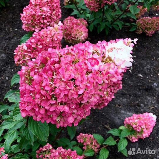 Гортензия Строуберри Блоссом