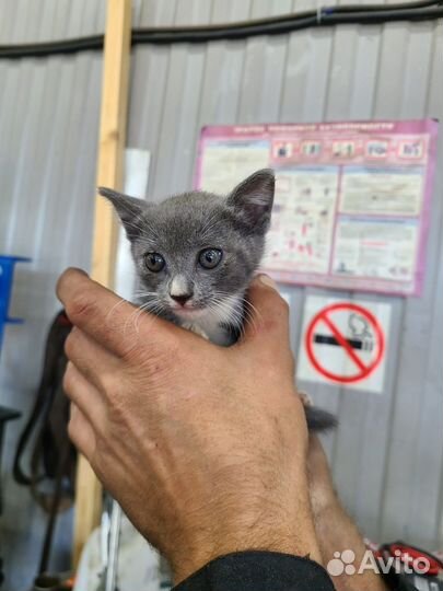 Дымчатые котята в добрые руки