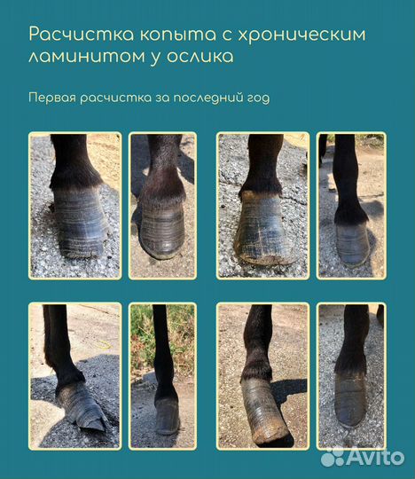 Расчистка копыт (лошади, пони, ослы)