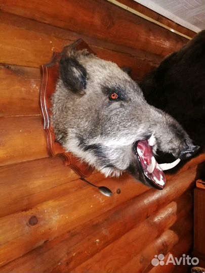 Изготовление чучел птиц и зверей. Таксидермия