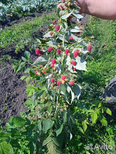 Саженцы ремонтантной малины