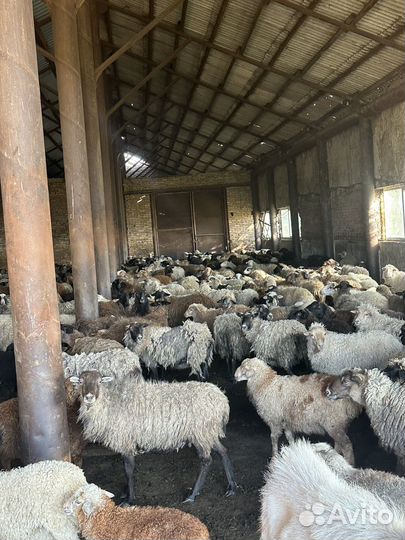 Овцы бараны