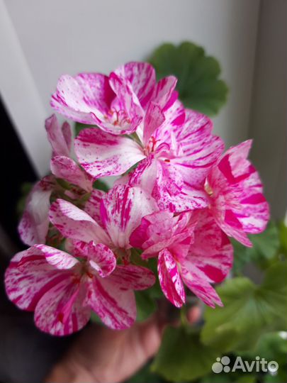 Пеларгония сортовая