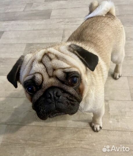 Вязка мопс мальчик