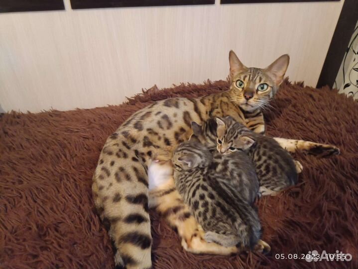 Бенгальская кошка