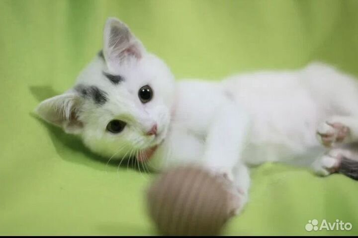 Котёнок девочка в добрые руки