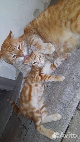 Мальчишка ищет дом