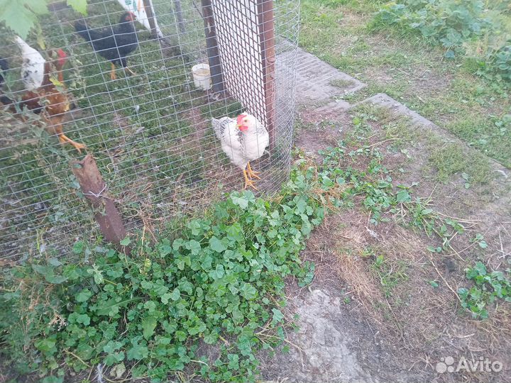 Молодые петушки