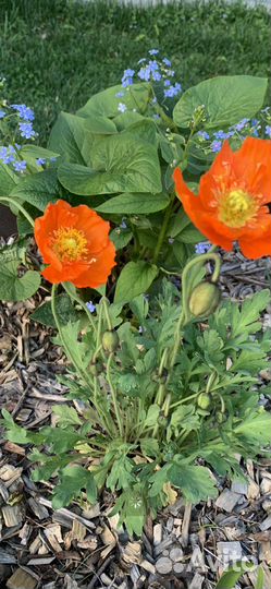 Маки многолетние декоративные(Папавер Монпасье )