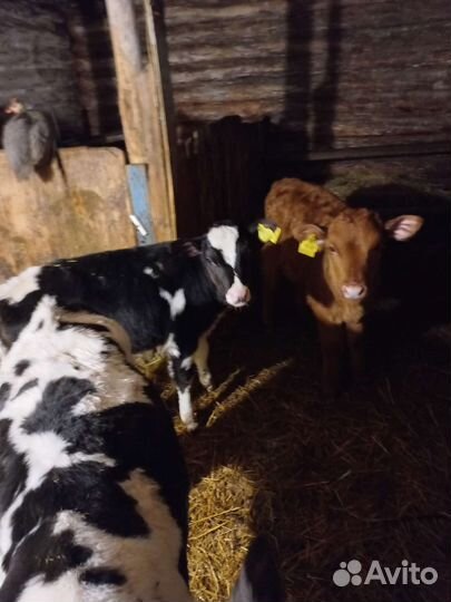 Телята телочки