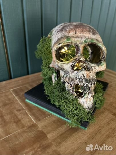 Череп во мху