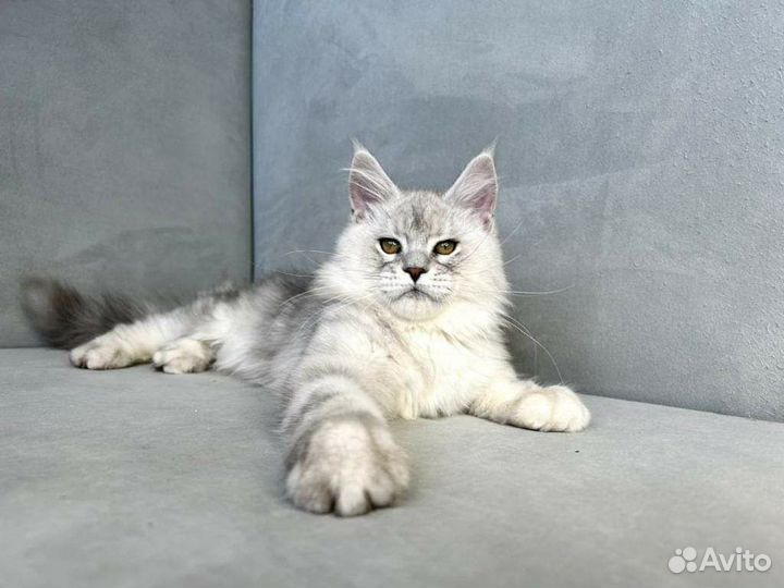 Котик Мейн кун