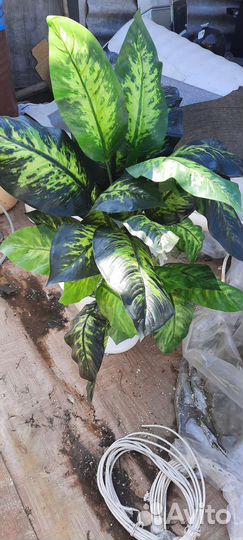 Искусственный куст дефинабии