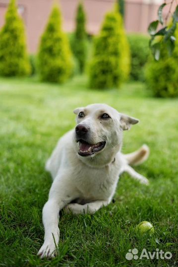 Собака в добрые руки