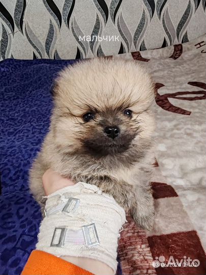 Померанский шпиц мини