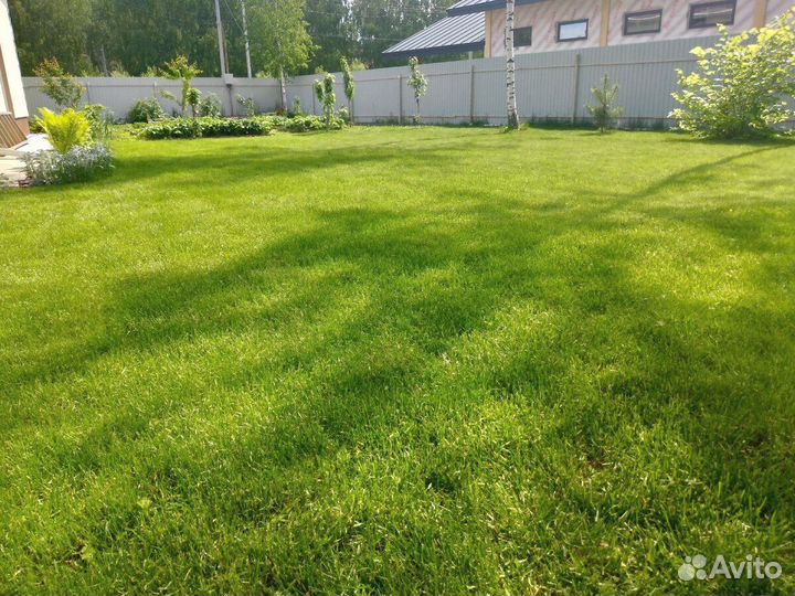 Посевной газон