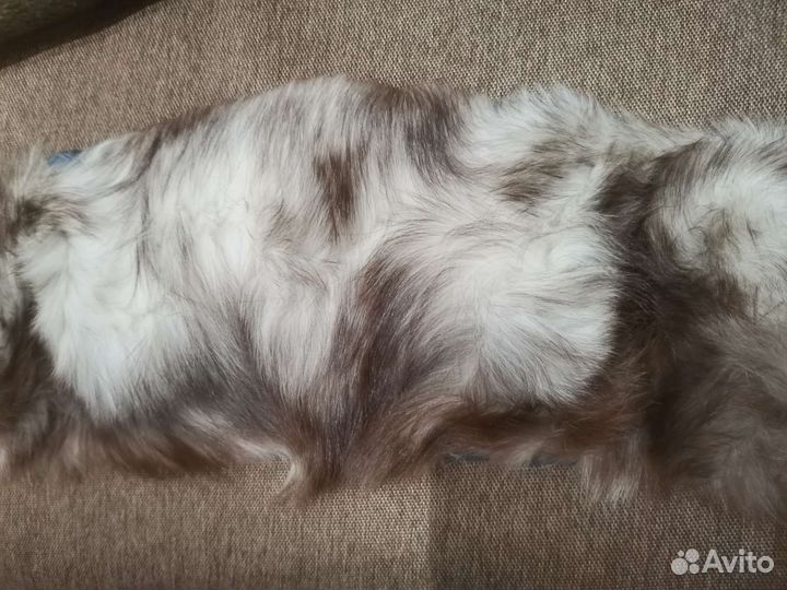 Шкурка животного