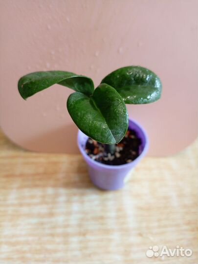 Замиакулькас Зензи