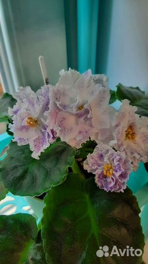 Листики фиалок(свежесрезанные)