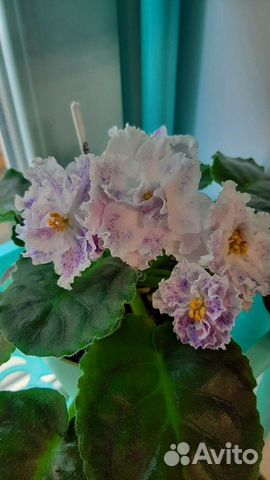 Листики фиалок(свежесрезанные)