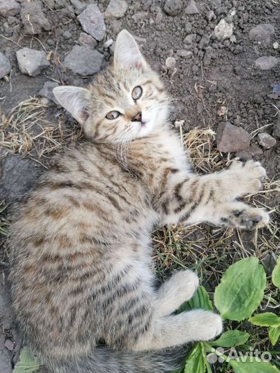 В добрые руки бесплатно