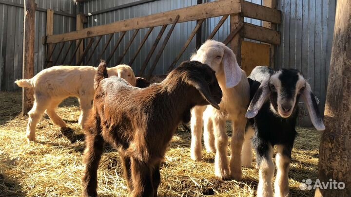 Козлята процентные от ч/п козла Шами