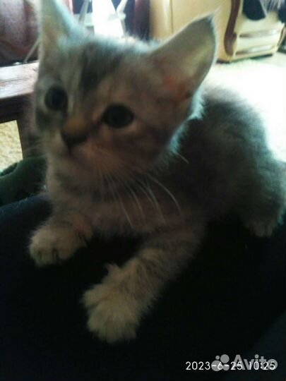 Британская