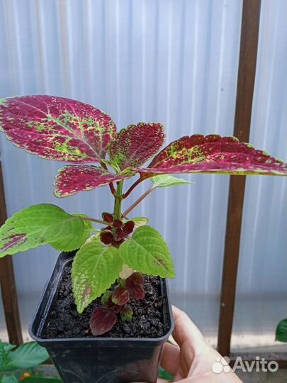 Эсхинантус, колеус, инжир