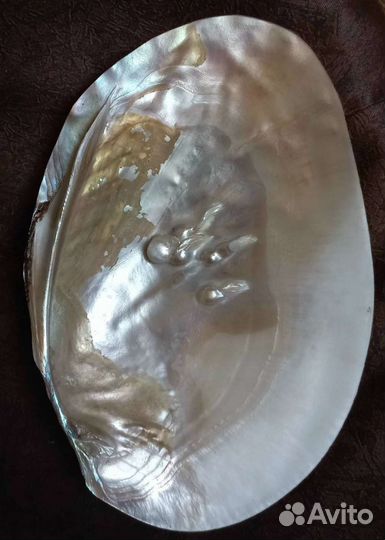 Ракушка с жемчугом