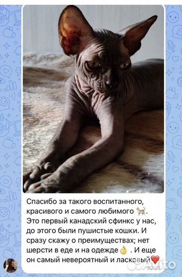 Котёнок канадского сфинкса