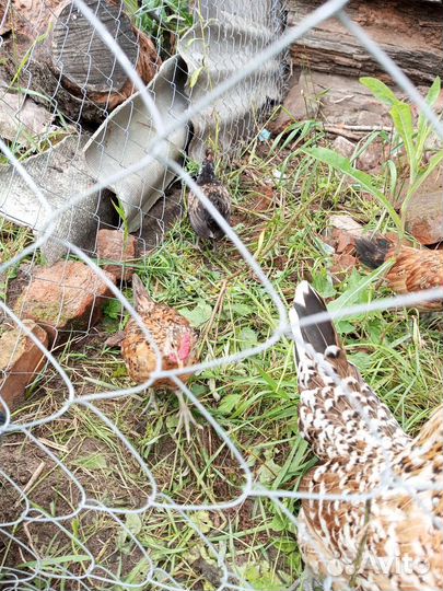 Молодые петушки бентамки