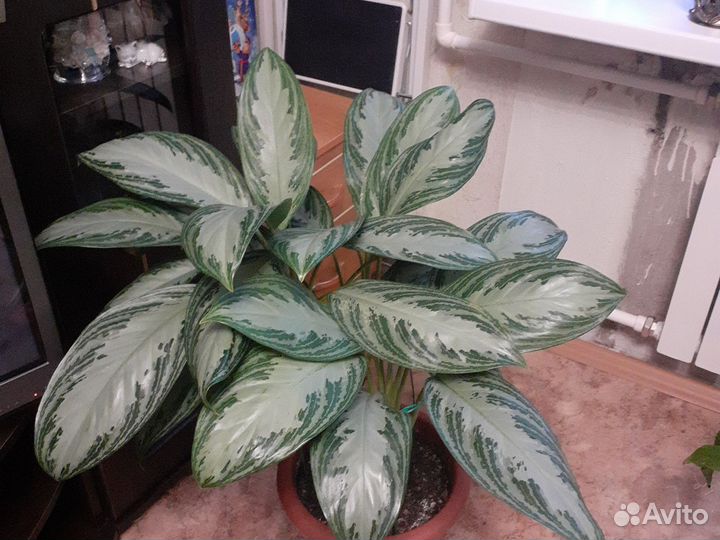 Диффенбахия