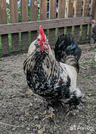 Молодые петухи