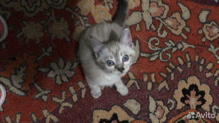 Котята мальчики от кошки крыселовки