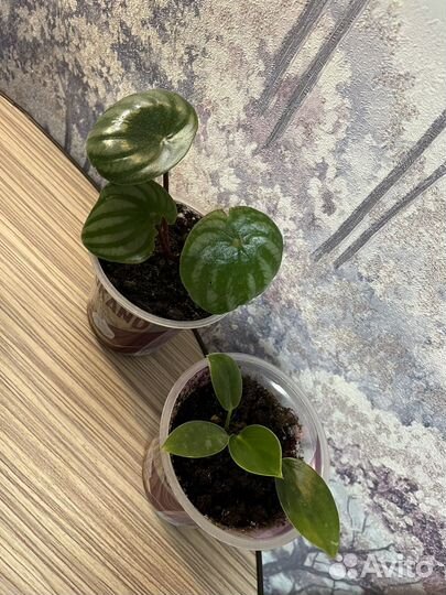 Пеперомия арбузная и филодендрон биркин