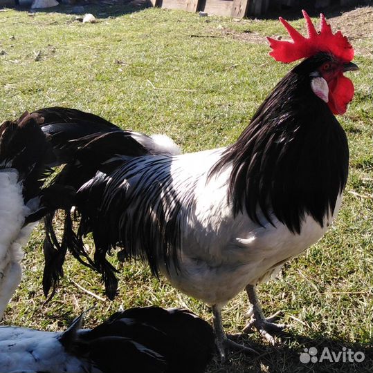 Соберу инкуб.яйцо кур Лакенфельдер