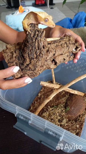 Геккон бананоед