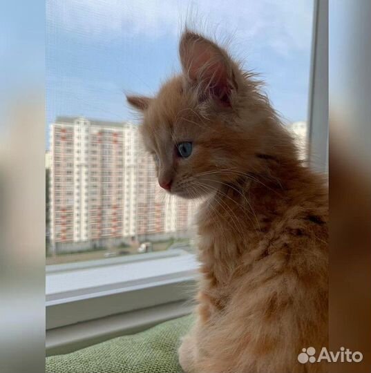 Москитная сетка Антикошка