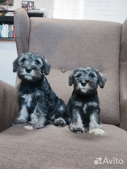 Цвергшнауцер